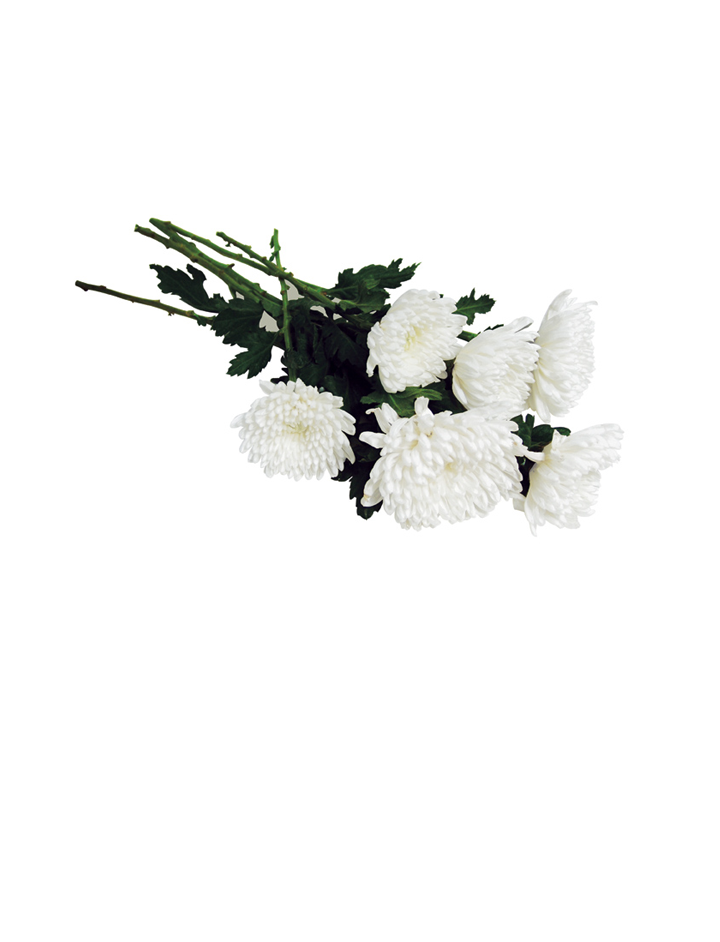 헌화 헌화꽃 200송이 제공 